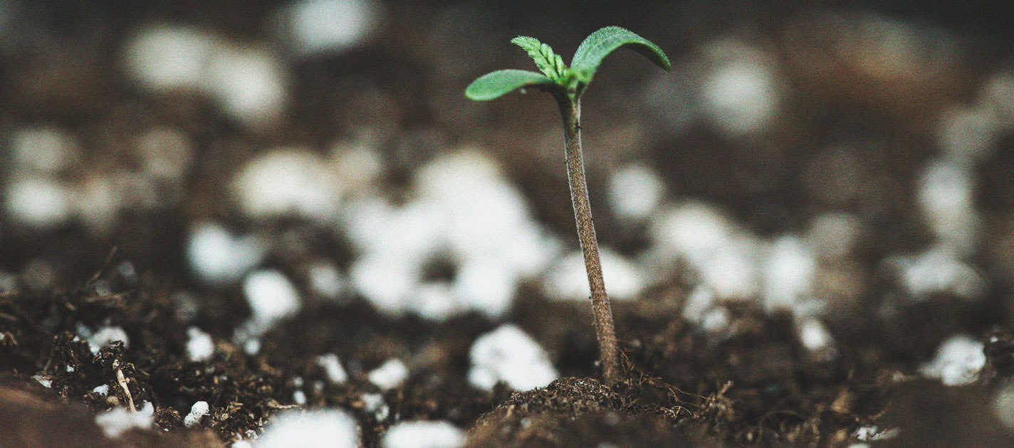 The Cannabis Cultivation Timeline The Cannabis Cultivation Timeline