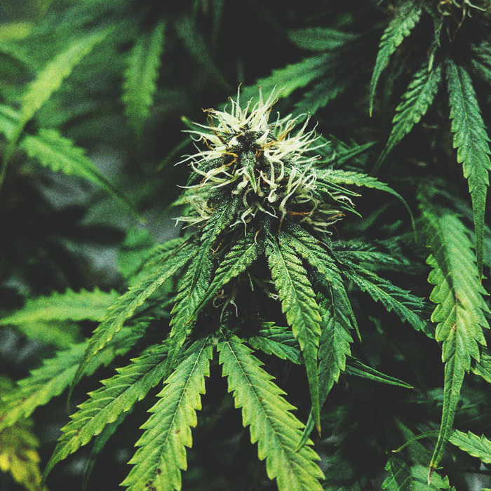 The Cannabis Cultivation Timeline The Cannabis Cultivation Timeline