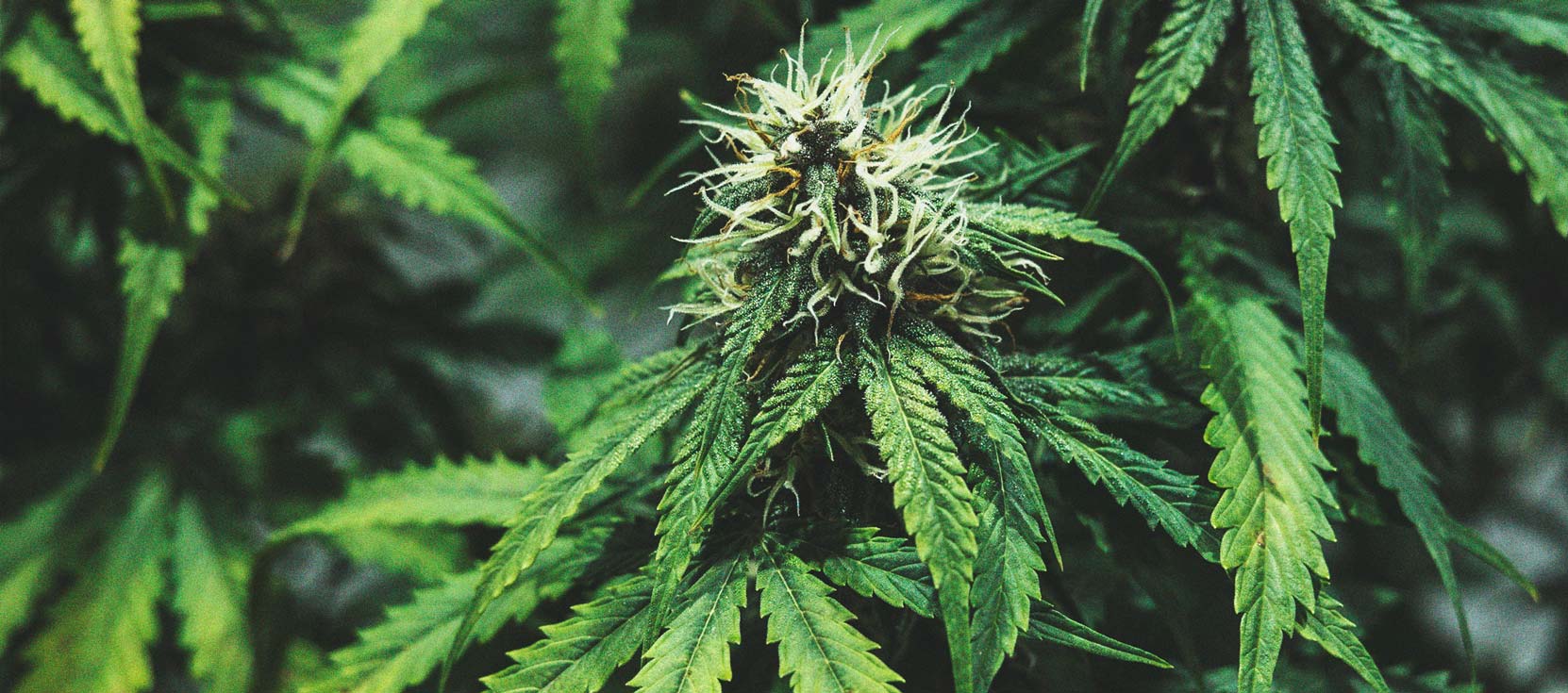 The Cannabis Cultivation Timeline The Cannabis Cultivation Timeline