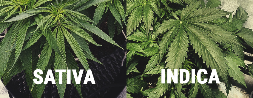 CARE SUNT DIFERENȚELE DINTRE INDICA ȘI SATIVA?