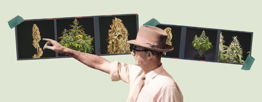 Choose strains wisely Choose strains wisely
